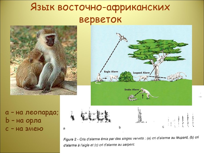 Язык восточно-африканских верветок а – на леопарда;  b – на орла с –